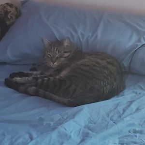 Meet your Posher, Hammouda